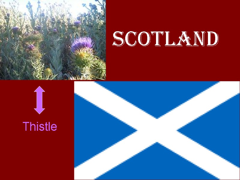 Scotland Thistle